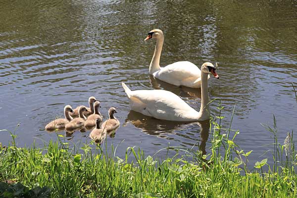 Thallwitz - Schw&auml;ne Jahrgang 2025