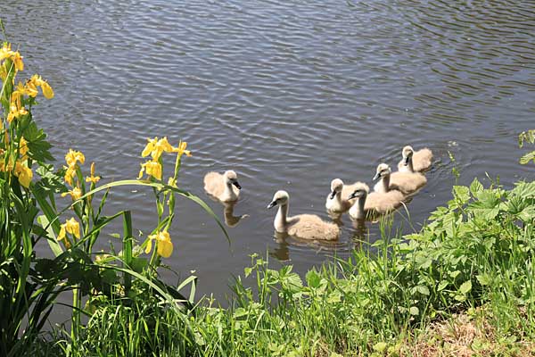 Thallwitz - Schw&auml;ne Jahrgang 2025